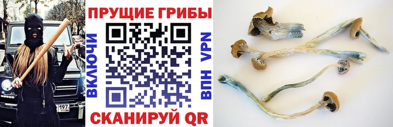 Псилоцибиновые грибы мицелий  Купить где  Горячеводский 